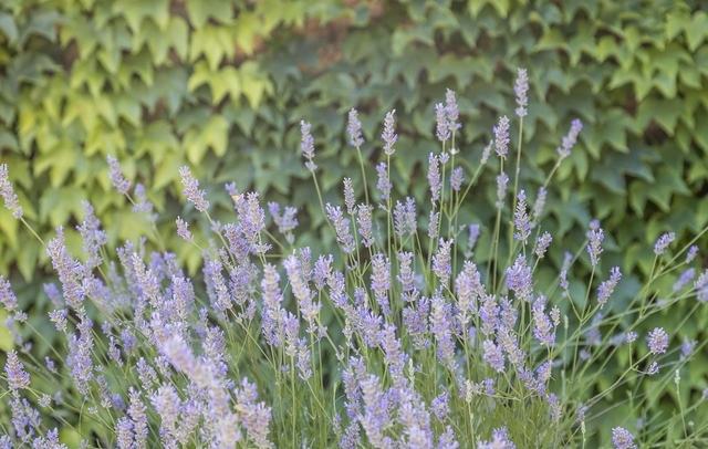 Fotografia propiedad S14