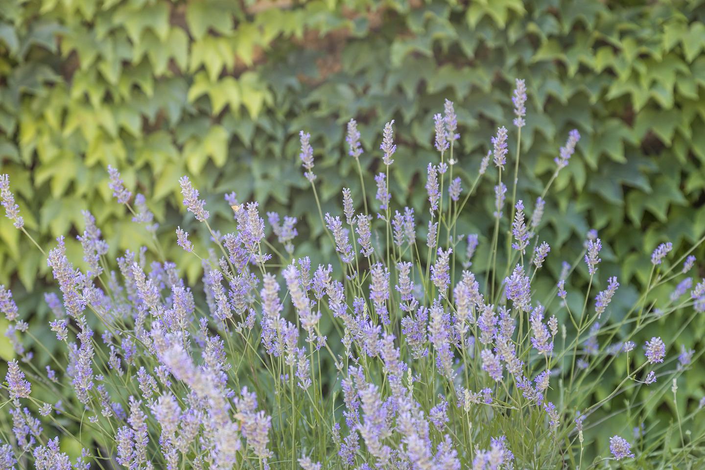 Fotografia propiedad S14