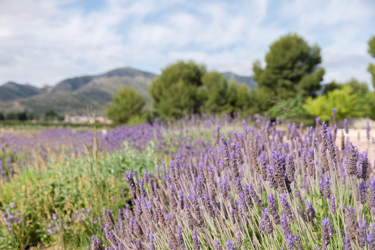 Property image S94