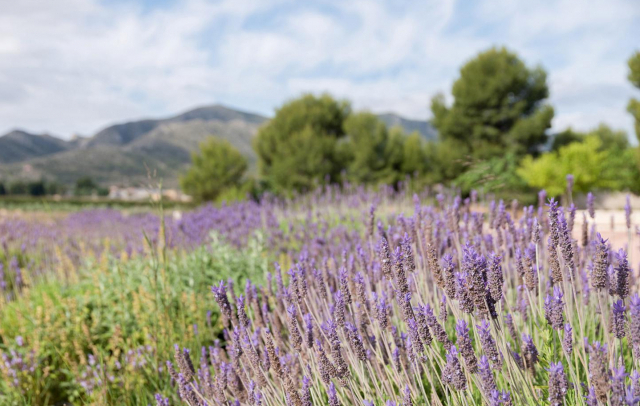 Property image S94